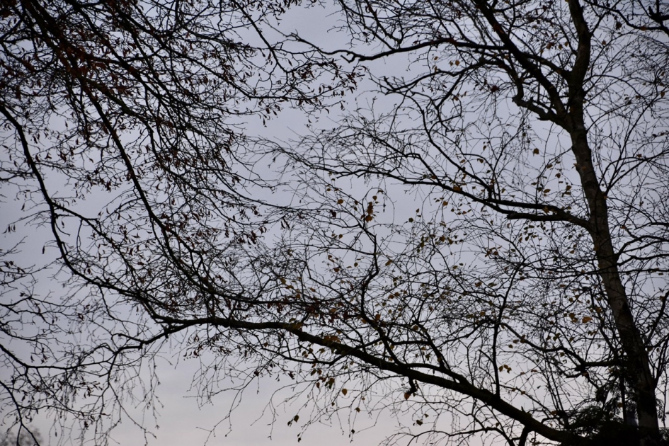 Kale takken - Planten - 