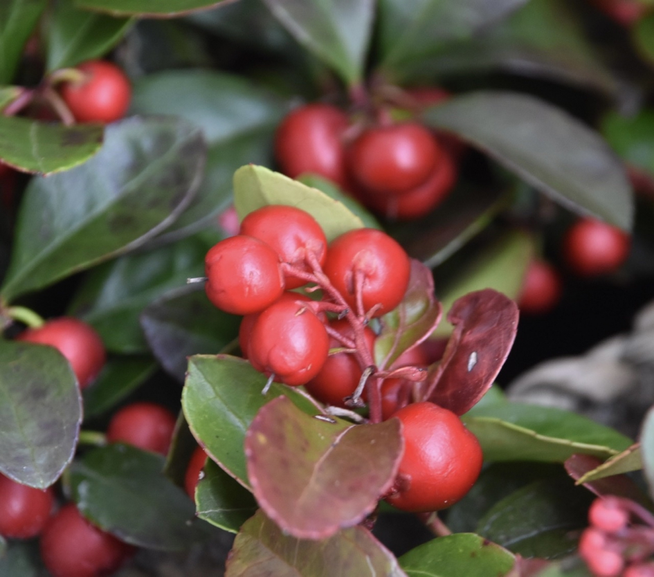 Kerstbesjes - Planten - 