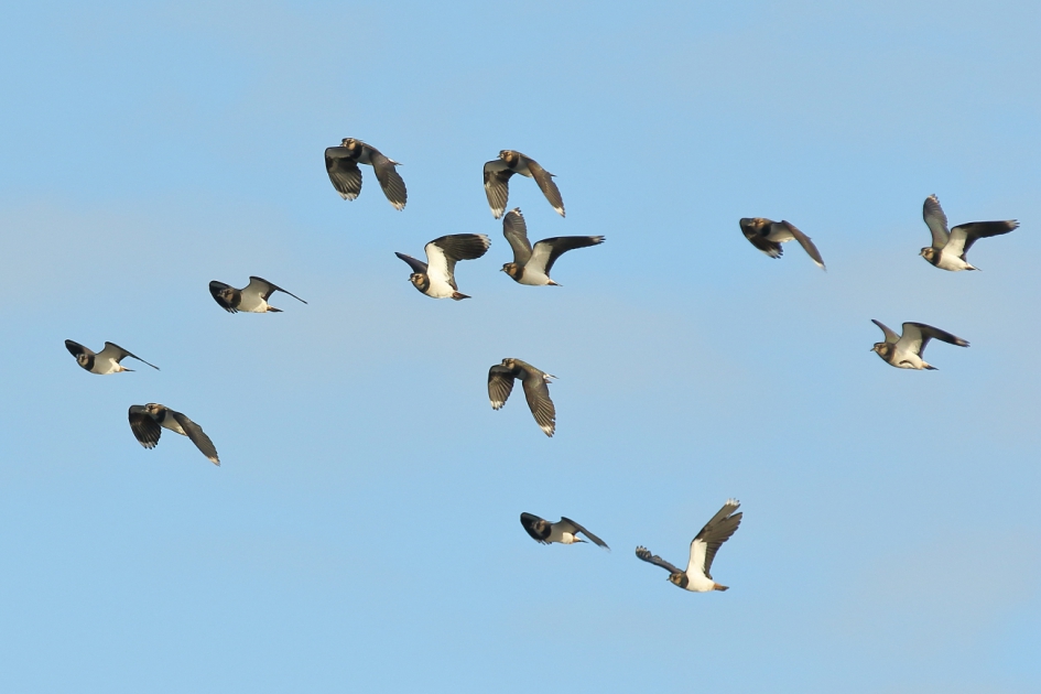 kievit - Vogels - kievit