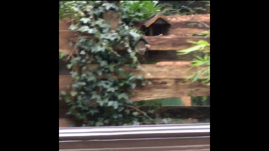 Kleine bonte specht - Vogels - Kleine bonte specht