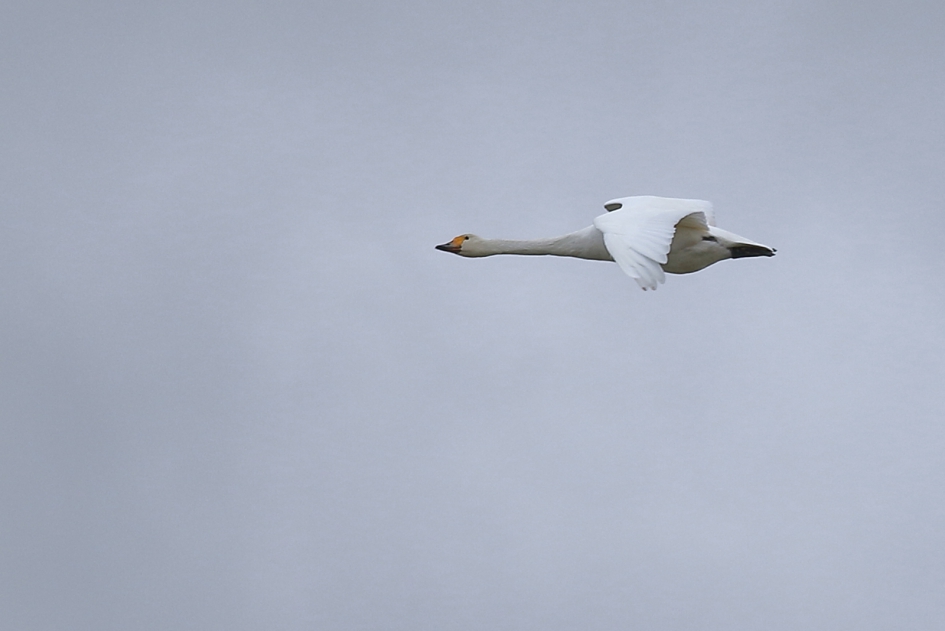 kleine zwaan - Vogels - kleine zwaan
