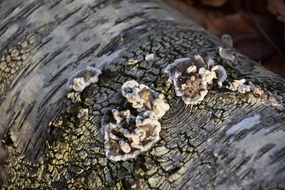 Kleine zwammetjes - Planten - 