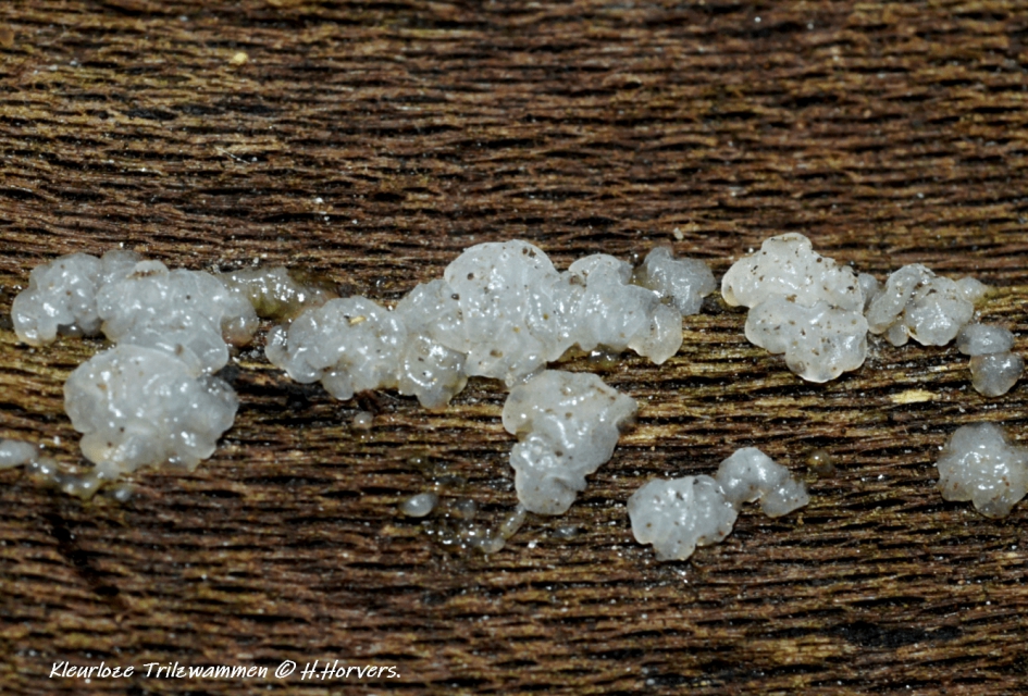 Kleurloze Trilzwammen. - Schimmels - Kleurloze Trilzwammen.