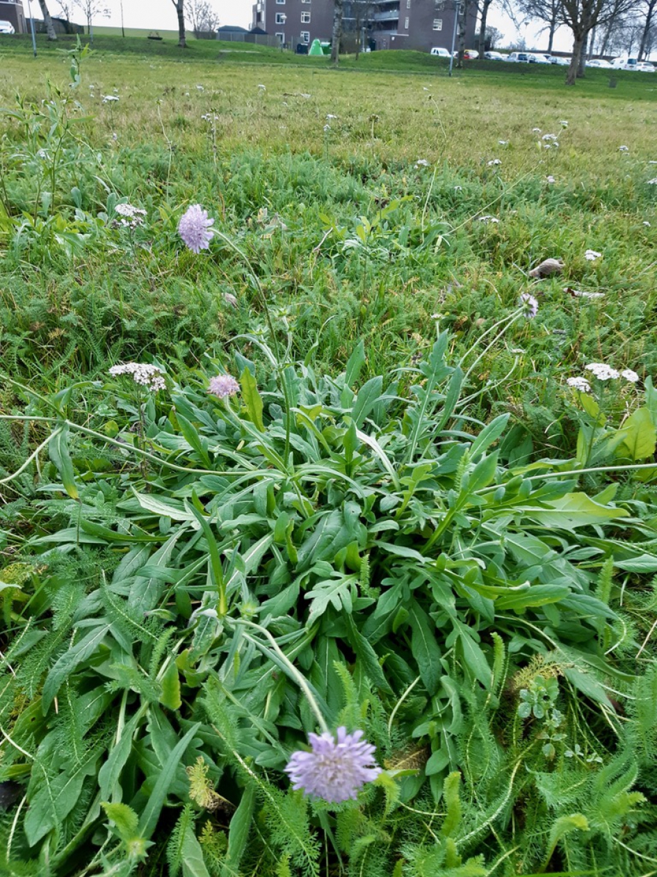Knautia - Planten - Knautia