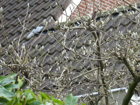 Knoppen aan de magnolia