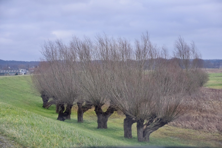 Knotwilgen - Planten - 