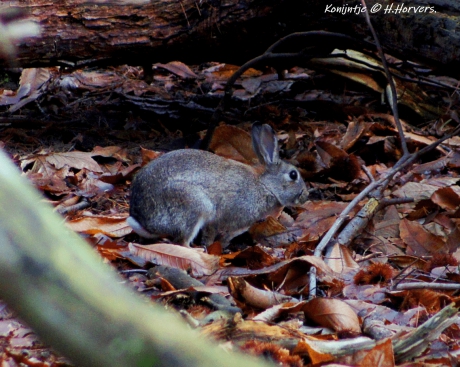 Konijntje