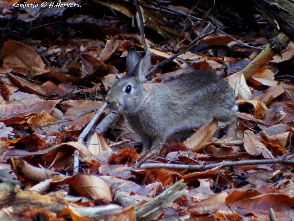 Konijntje - Zoogdieren - Konijntje