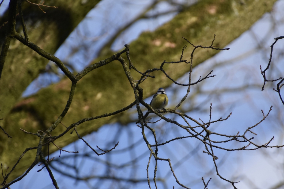 Pimpelmees - Vogels - 