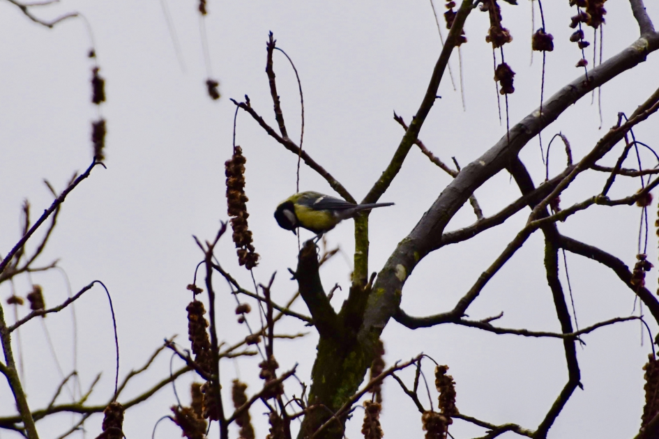 Koolmees in kale boom - Vogels - 