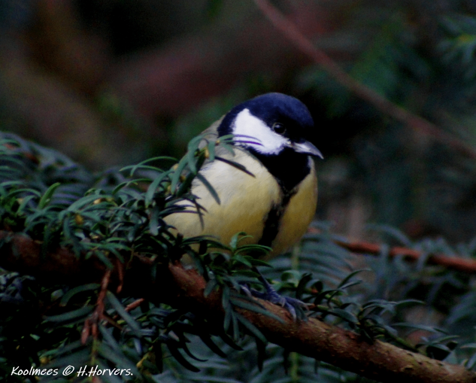 Koolmeesje - Vogels - Koolmeesje