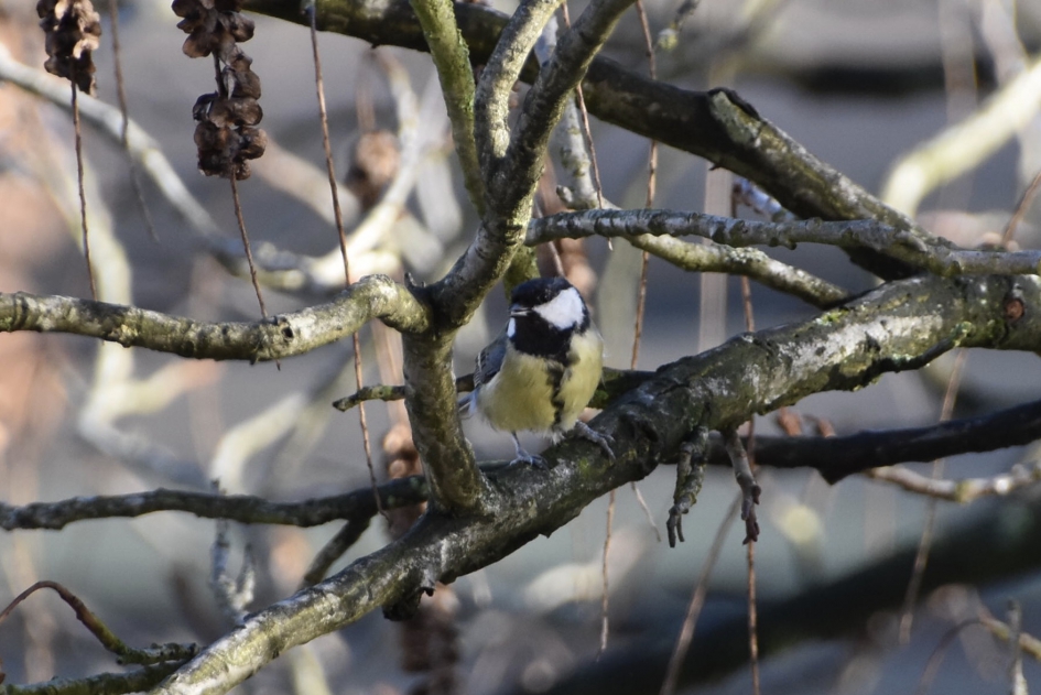 Koolmeesje - Vogels - 