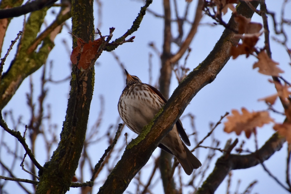 Koperwiek - Vogels - 