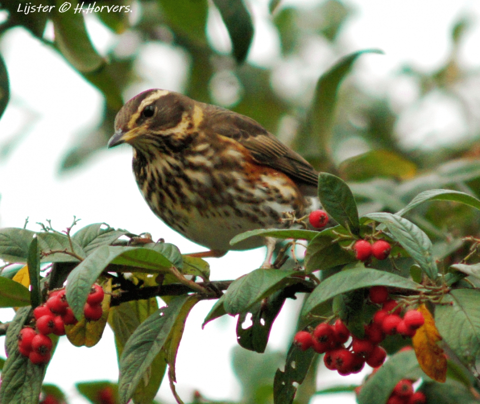 Koperwiek - Vogels - Koperwiek