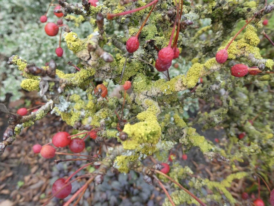 Korstmos op bessenstruik - Planten - 