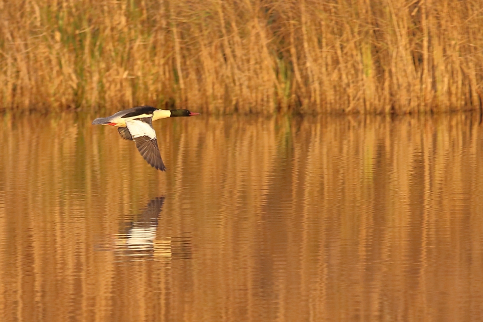 langs de lijn - Vogels - grote zaagbek