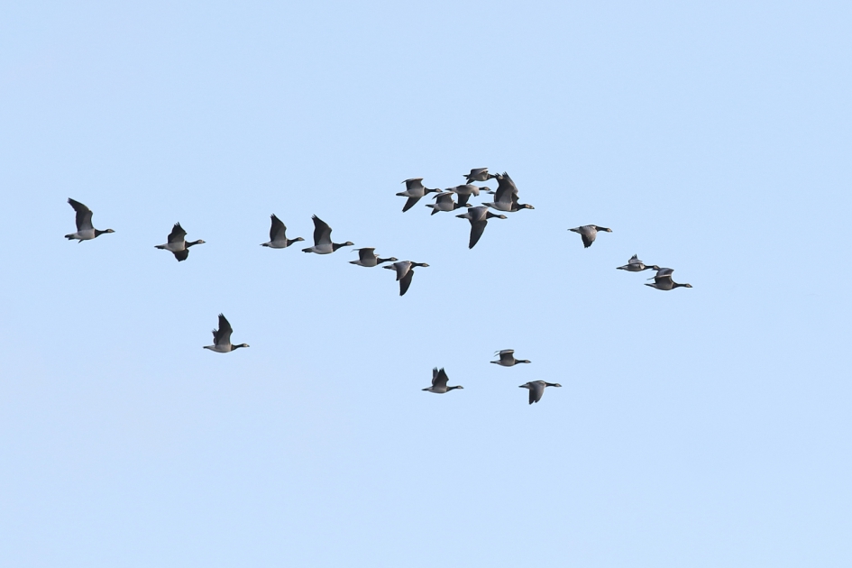 luchtslingers - Vogels - brandgans