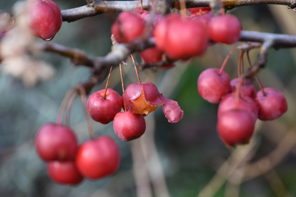 Malus - Planten - 