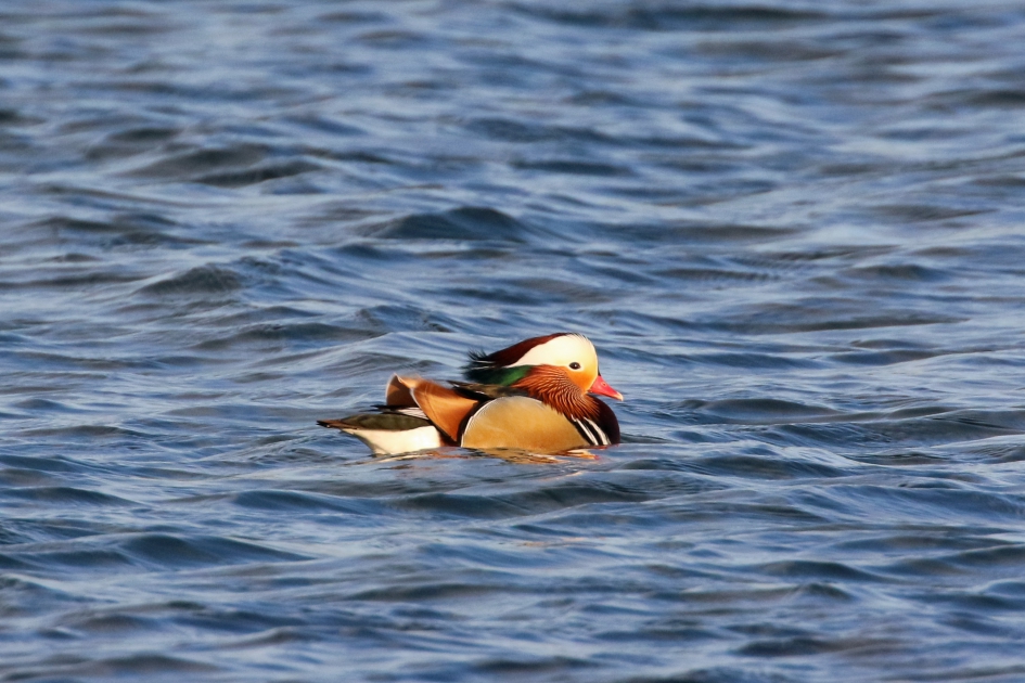 Mandarijneend - Vogels - 