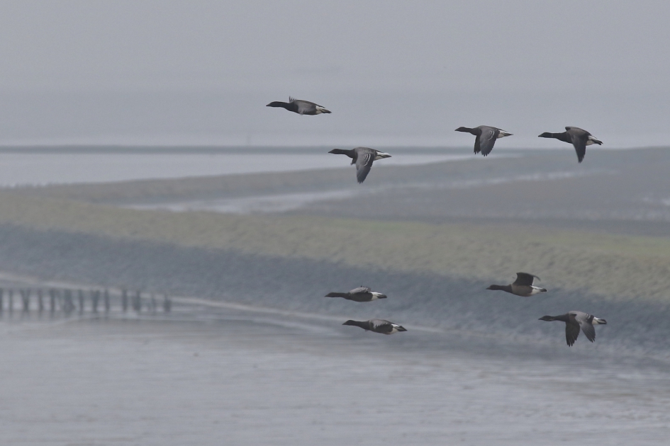 met een ''rotvaart'' - Vogels - rotganzen