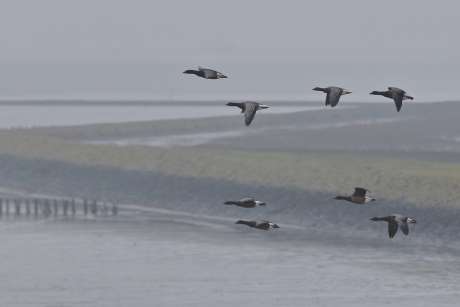 met een ''rotvaart''