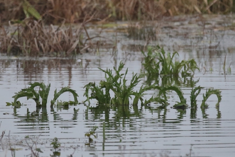 Moerasandijvie ofwel de ‘’inpolderingsplant’’