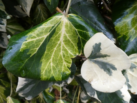 Mooie tekening op het blad van de klimop