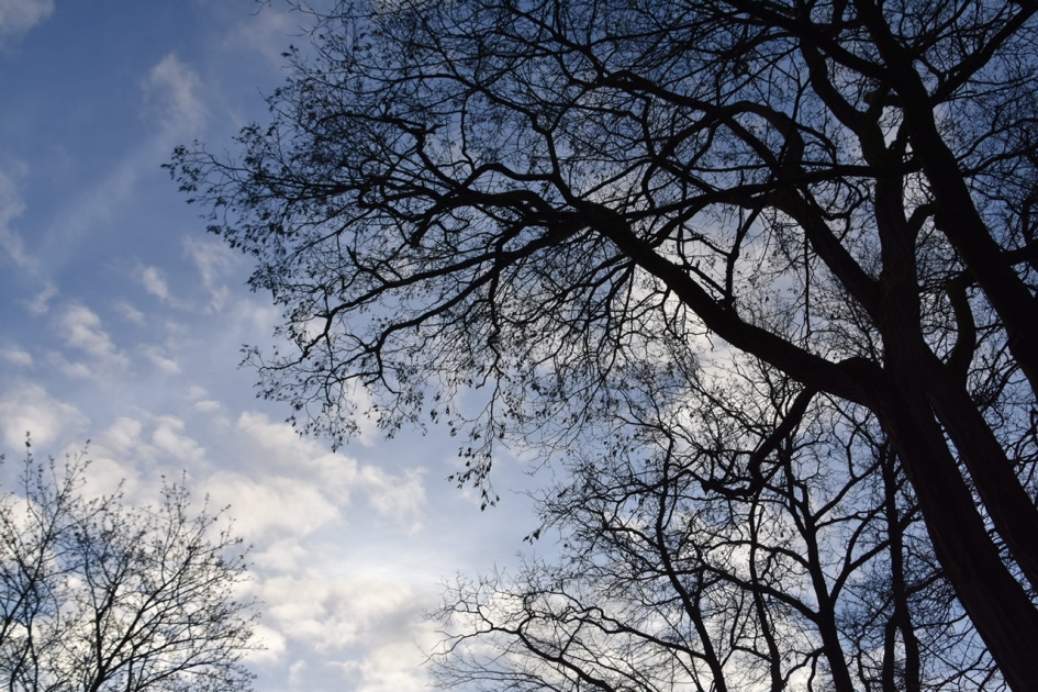 Mooie wolkenlucht - Planten - 
