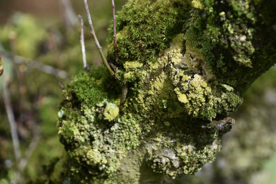 Mossen op oude fruitbomen - Planten - 