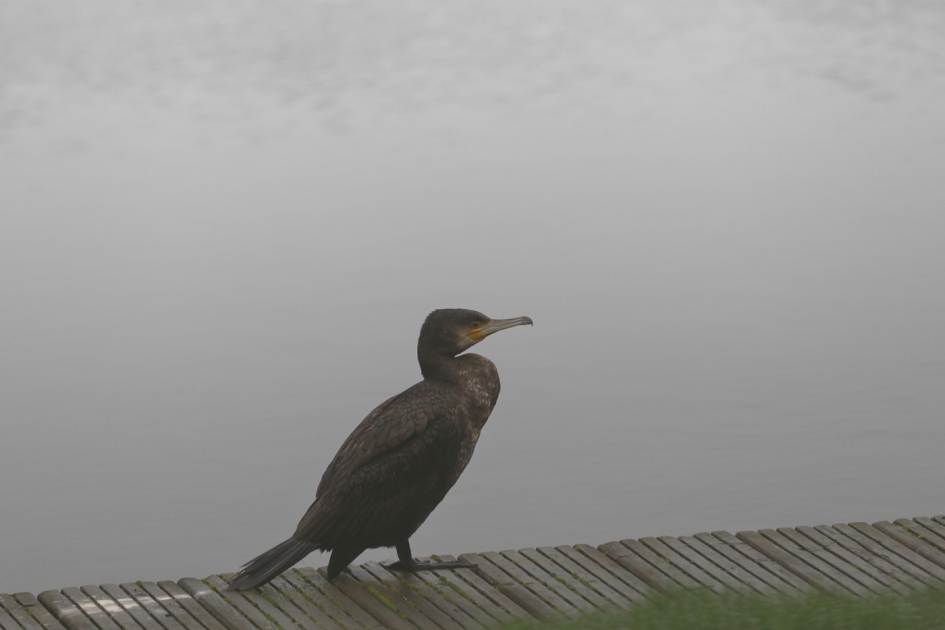 acte de présence - Vogels - aalscholver