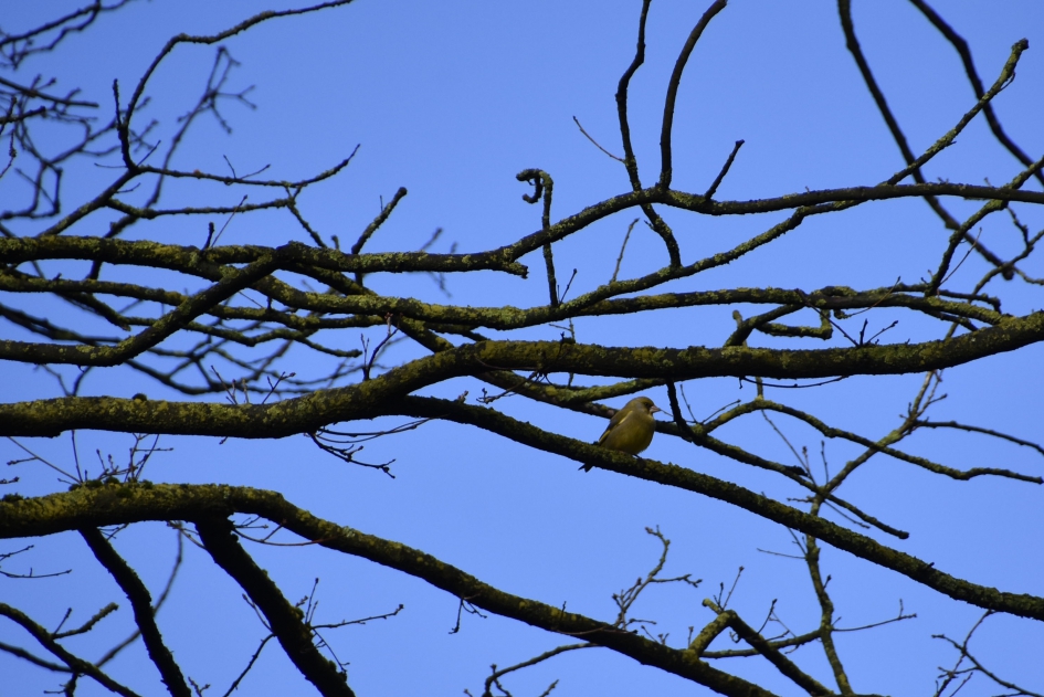 Groenling? - Vogels - 