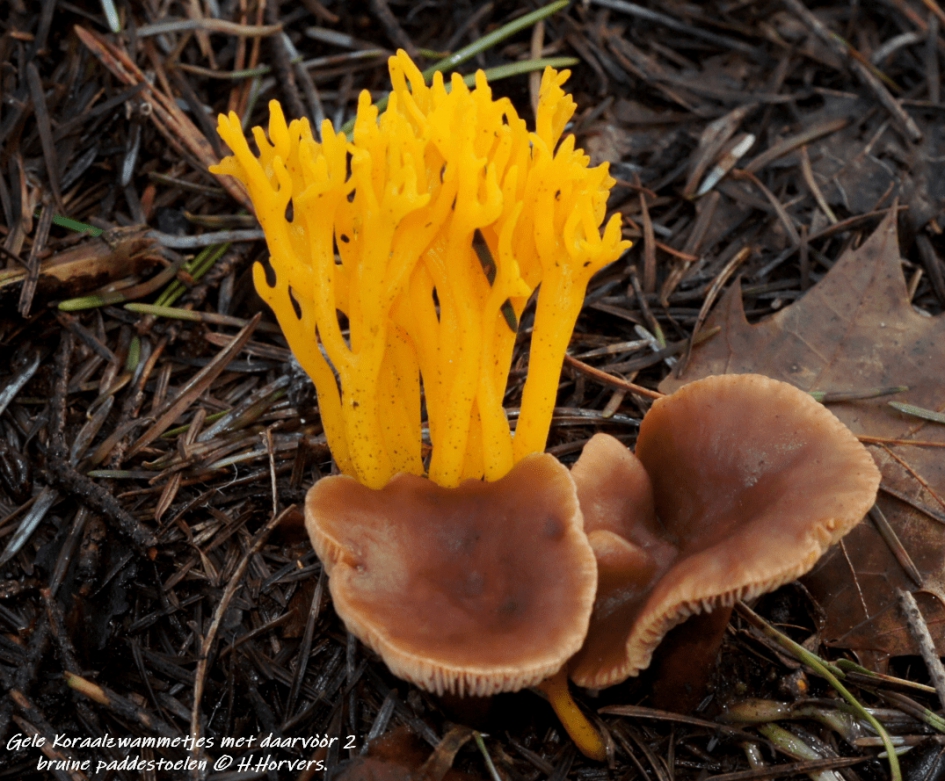 Gele Koraalzwammetjes met daarvòòr 2 bruine paddestoelen. - Schimmels - Gele Koraalzwammetjes met daarvòòr 2 bruine paddestoelen.
