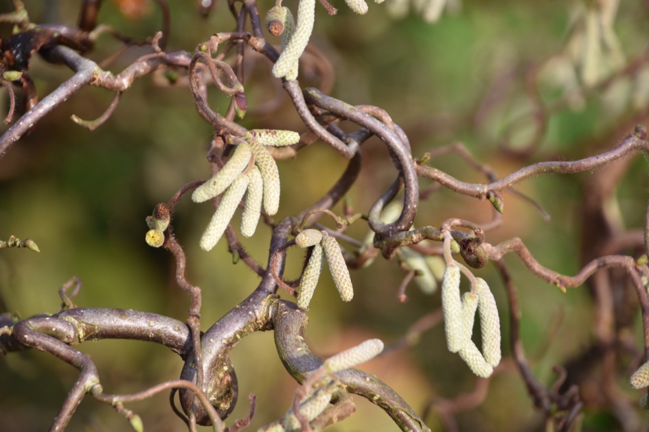 Krulhazelaar - Planten - 