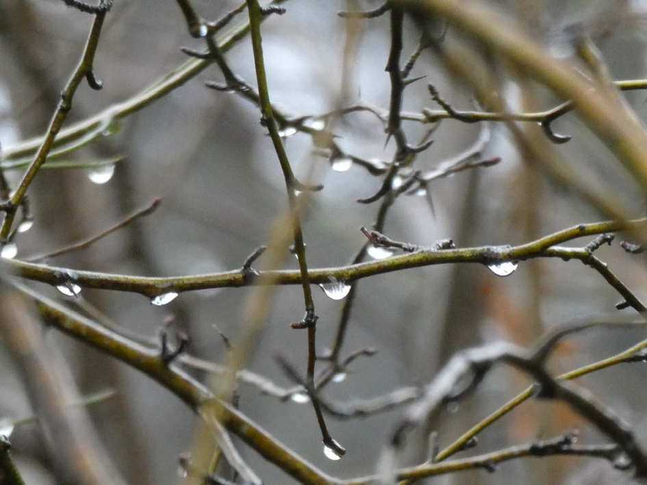 Nat vandaag - Planten - 