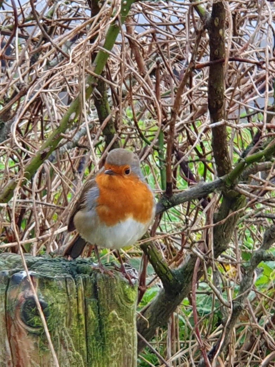 Nieuwsgierig roodborstje - Vogels - Roodborstje