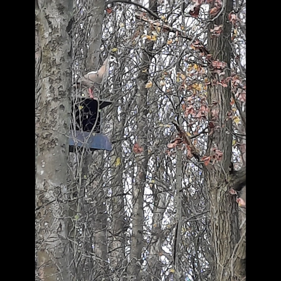 Nijlgans zit al op nestkast - Vogels - Nijlgans