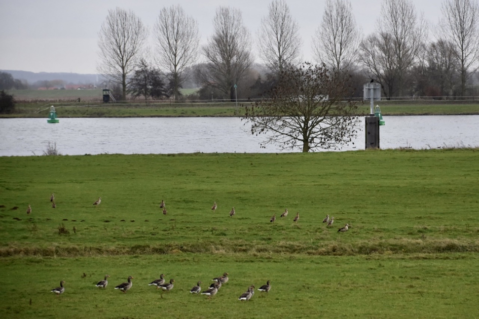 Nijlganzen en grauwe ganzen - Vogels - 