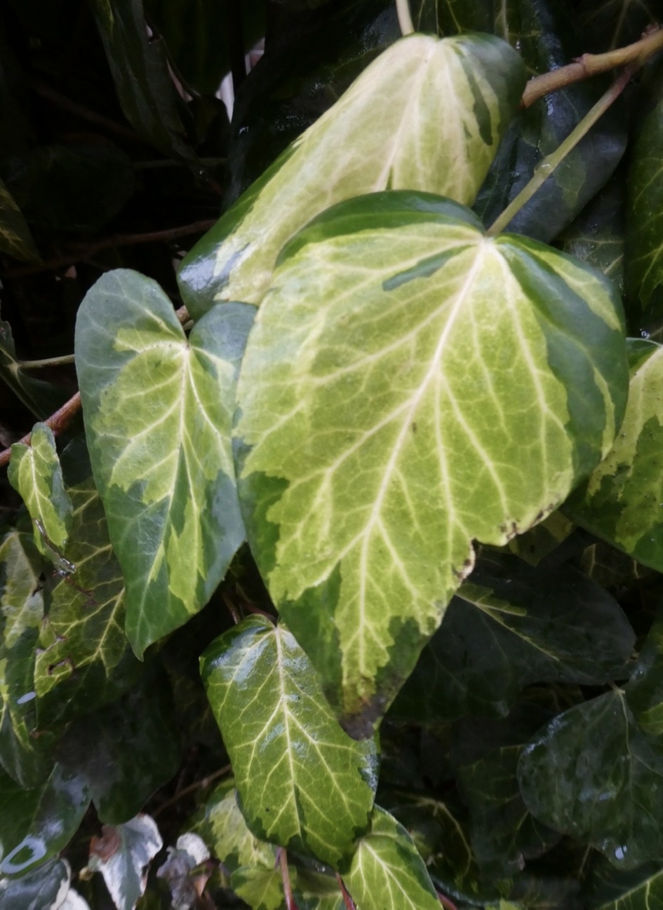 Nog een foto van de klimop - Planten - 