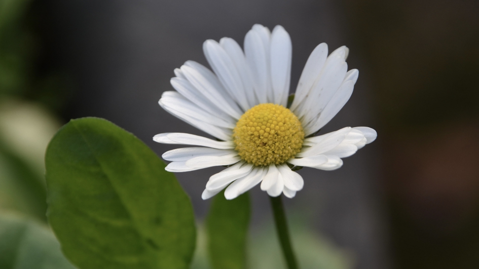 Nog in bloei... - Planten - 