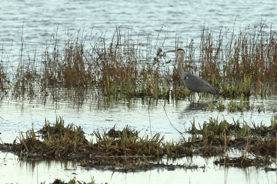 onberoerd - Vogels - blauwe reiger