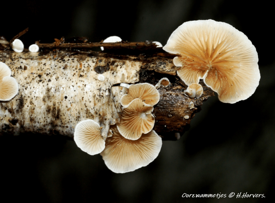 Oorzwammetjes - Schimmels - Oorzwammetjes