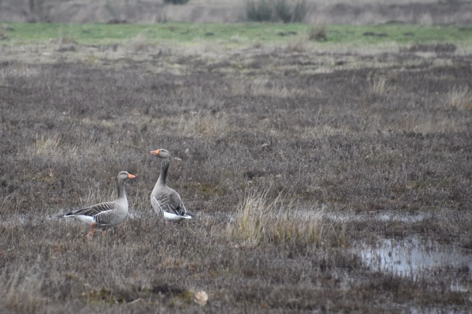 Op de uitkijk - Vogels - 