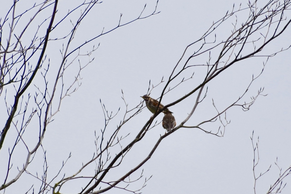 Op grote afstand... - Vogels - 