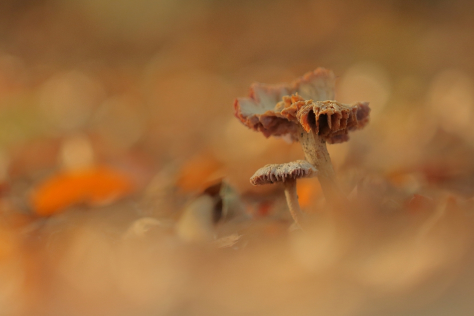 opgaan in de omgeving - Schimmels - 