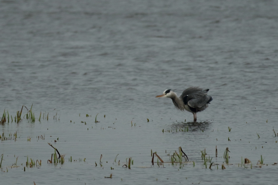 opschudding - Vogels - blauwe reiger