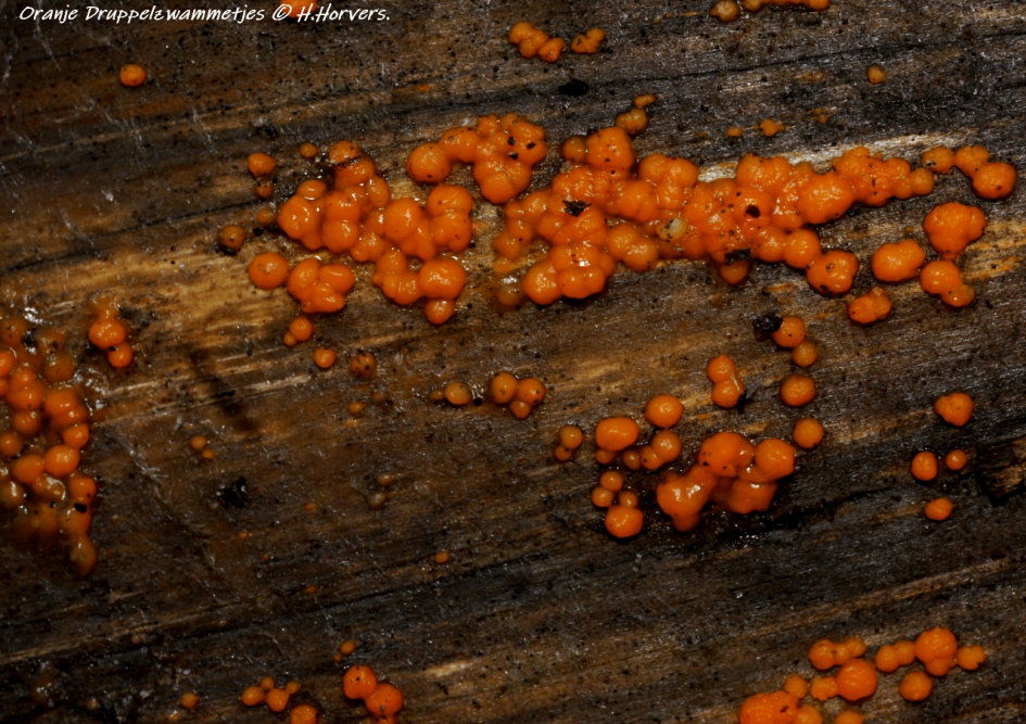Oranje Druppelzwammetjes. - Schimmels - Oranje Druppelzwammetjes.