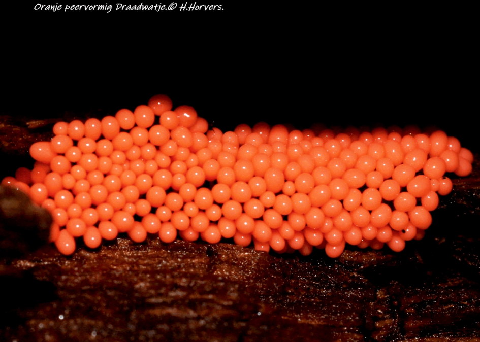 Oranje peervormig draadwatje. - Schimmels - Oranje peervormig draadwatje.