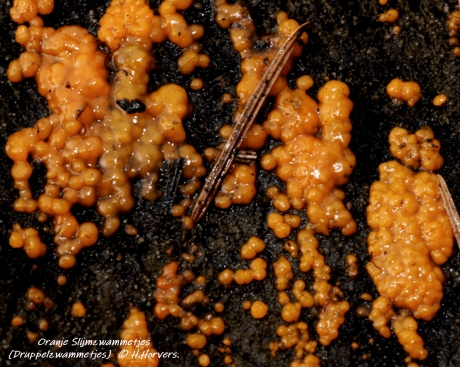 Oranje Slijmzwammetjes