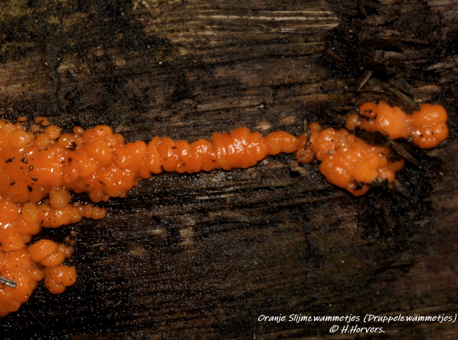 Oranje Slijmzwammetjes - Schimmels - Druppelzwammetjes