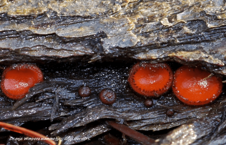 Oranje Wimperzwammetjes. - Schimmels - Oranje Wimperzwammetjes.